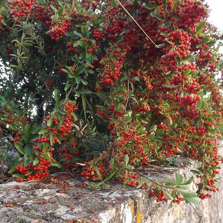 Solomia Otel Panzano in Chianti Dış mekan fotoğraf