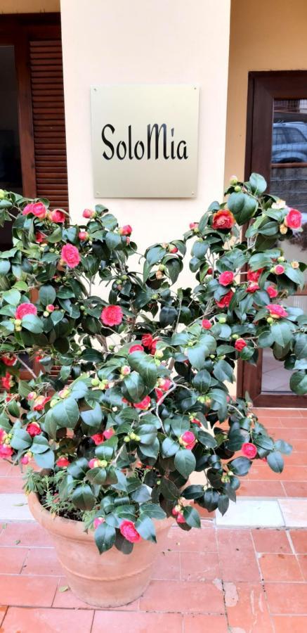 Solomia Otel Panzano in Chianti Dış mekan fotoğraf