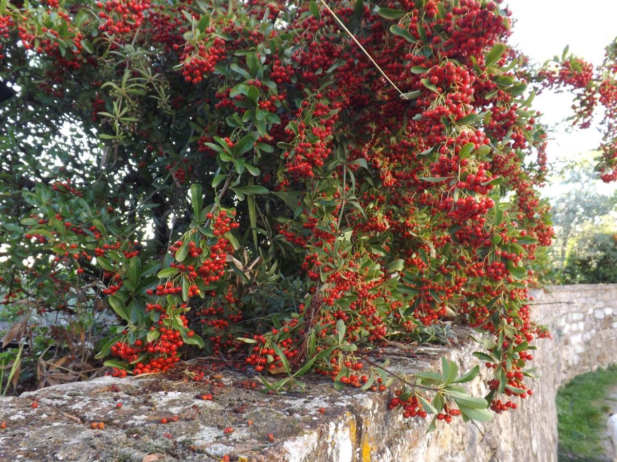 Solomia Otel Panzano in Chianti Dış mekan fotoğraf